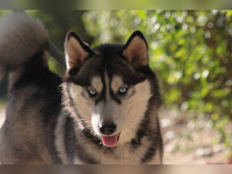 Bonnie - menschenbezogene und verschmuste Husky Hündin