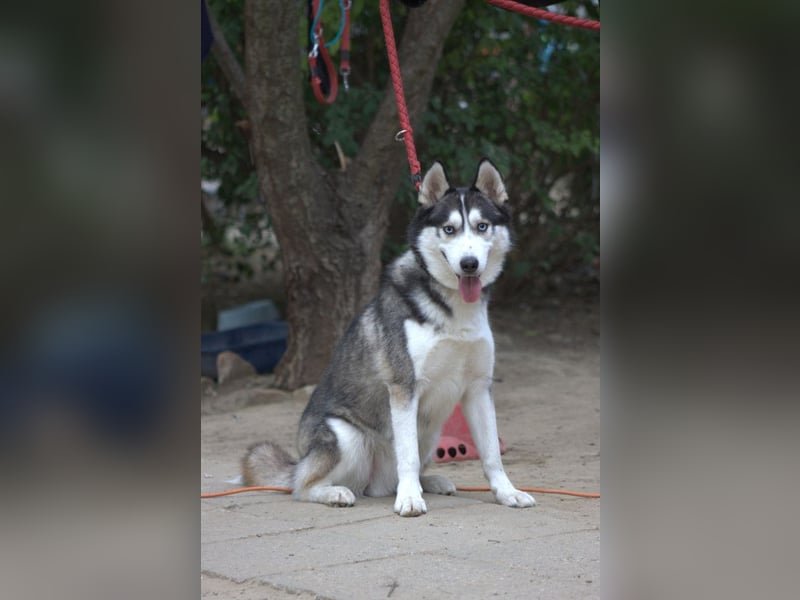 Oreon - toller Husky Rüde der lange Spaziergänge liebt