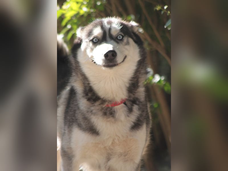Bonnie - menschenbezogene und verschmuste Husky Hündin