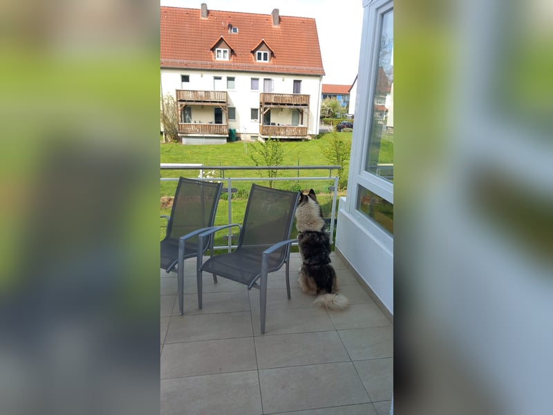 Venom junger Husky Rüde sucht ein Zuhause