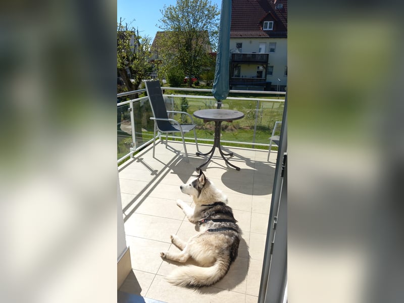 Venom junger Husky Rüde sucht ein Zuhause