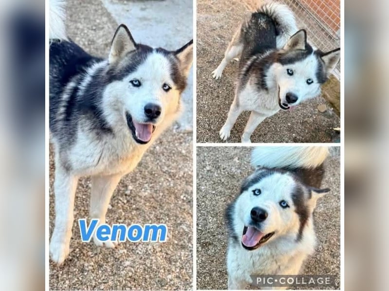 Venom junger Husky Rüde sucht ein Zuhause