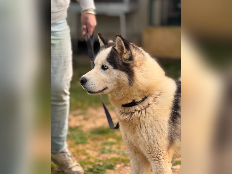Venom junger Husky Rüde sucht ein Zuhause