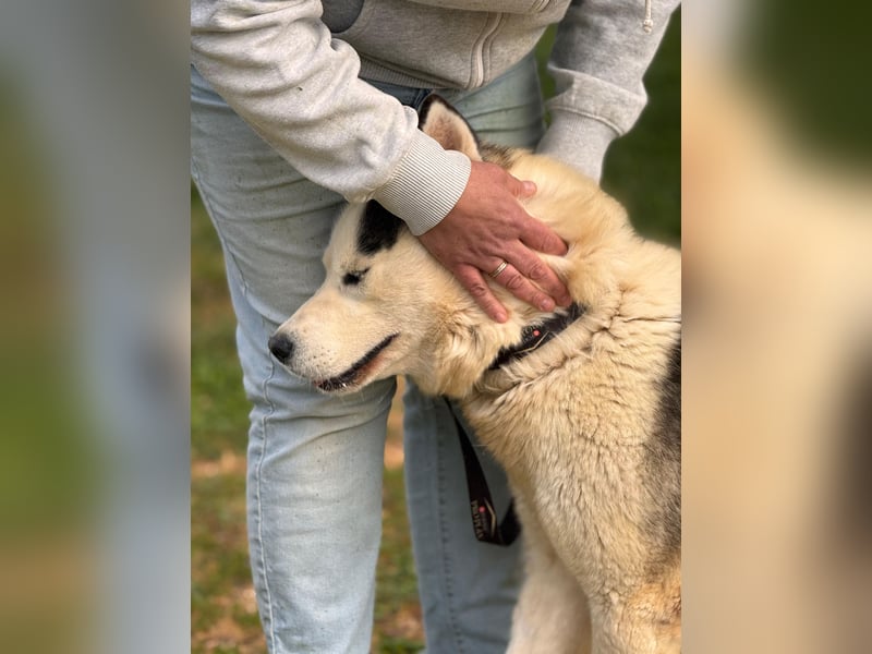 Venom junger Husky Rüde sucht ein Zuhause