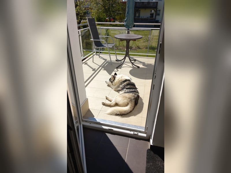 Venom junger Husky Rüde sucht ein Zuhause