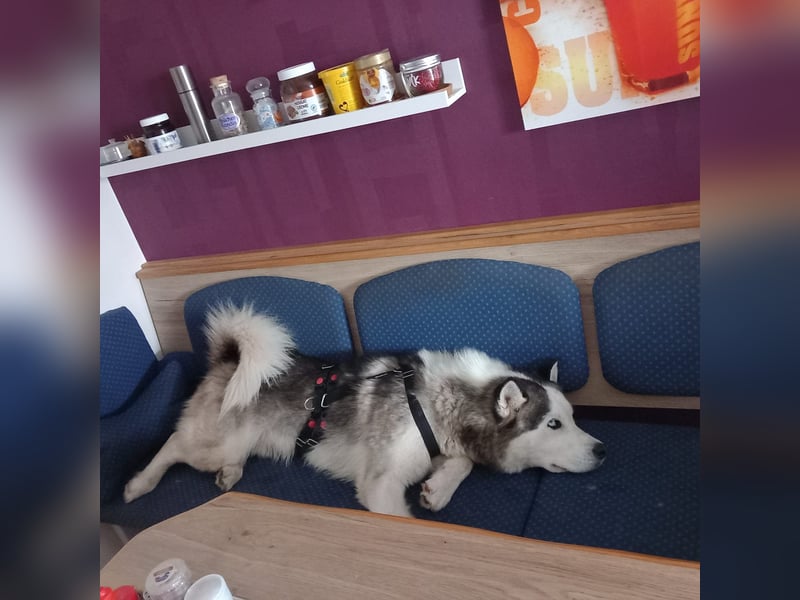 Venom junger Husky Rüde sucht ein Zuhause