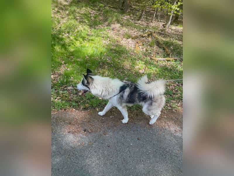 Venom junger Husky Rüde sucht ein Zuhause