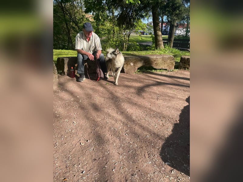 Venom junger Husky Rüde sucht ein Zuhause