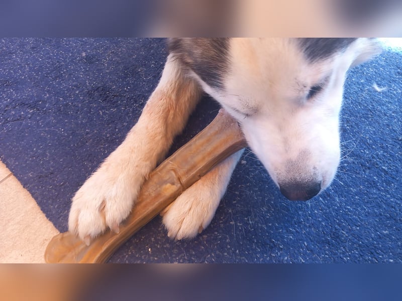 Venom junger Husky Rüde sucht ein Zuhause