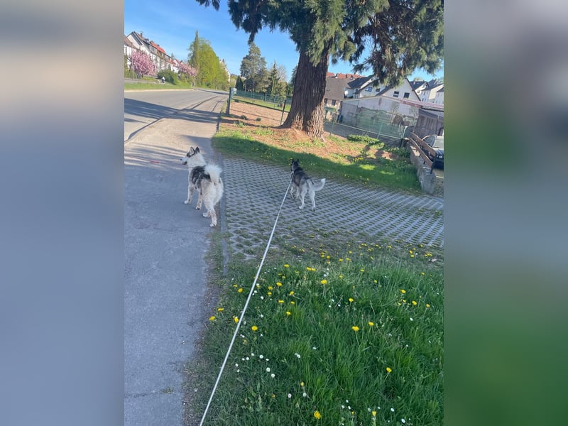 Venom junger Husky Rüde sucht ein Zuhause