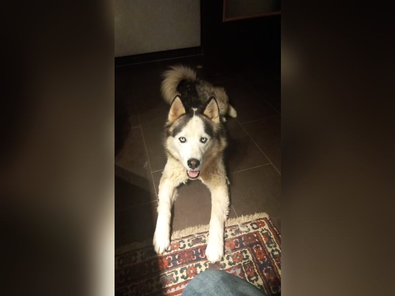 Venom junger Husky Rüde sucht ein Zuhause