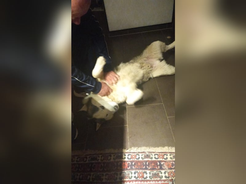 Venom junger Husky Rüde sucht ein Zuhause