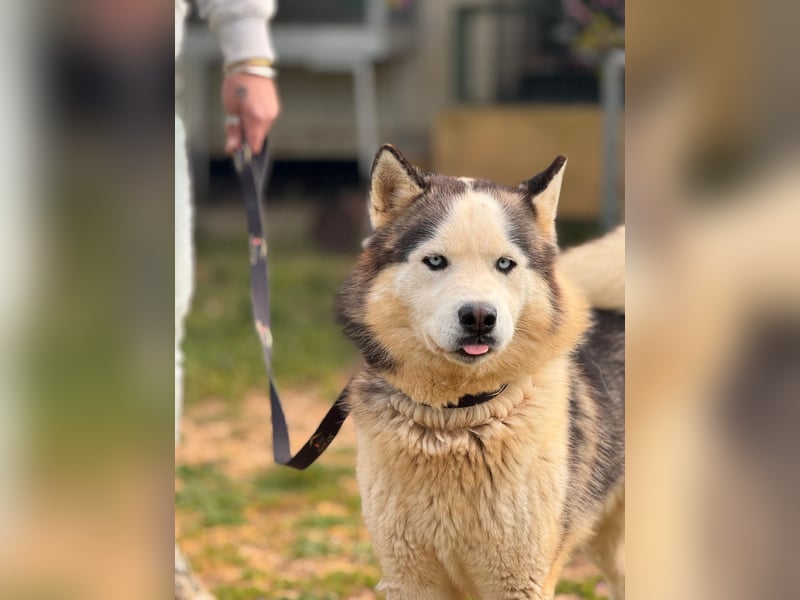 Venom junger Husky Rüde sucht ein Zuhause