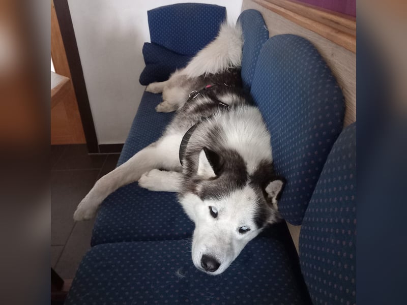 Venom junger Husky Rüde sucht ein Zuhause