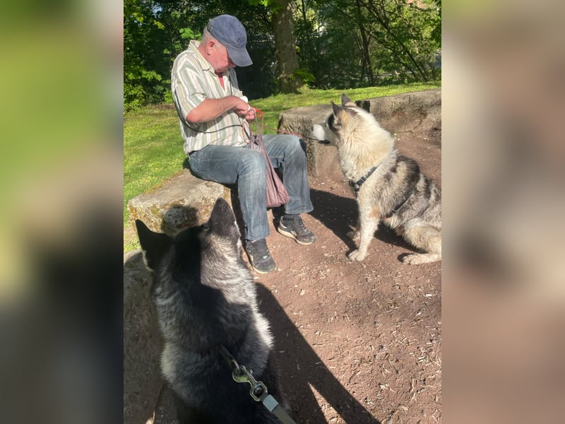 Venom junger Husky Rüde sucht ein Zuhause