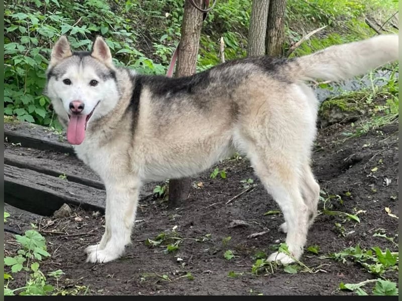 TUNGUS- sucht passenden Besitzer