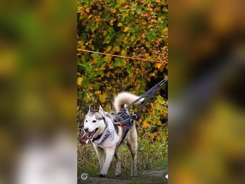 TUNGUS- sucht passenden Besitzer