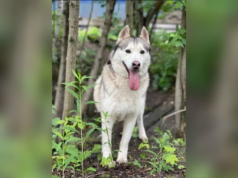 TUNGUS- sucht passenden Besitzer