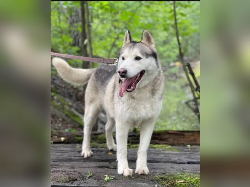 TUNGUS- sucht passenden Besitzer