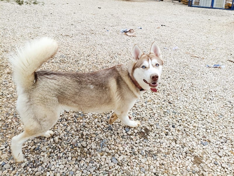 Shiva, sucht ein sportliches Zuhause