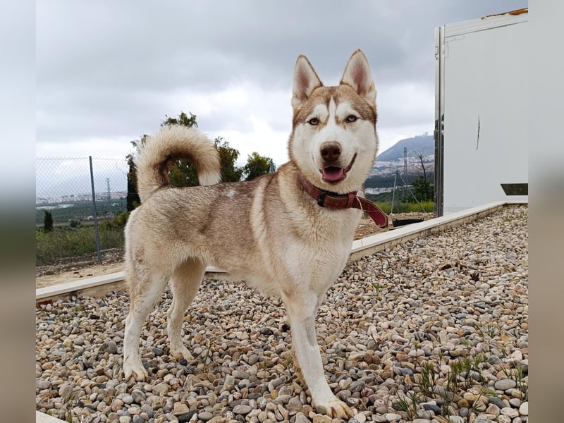 Shiva, sucht ein sportliches Zuhause