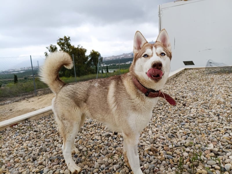 Shiva, sucht ein sportliches Zuhause