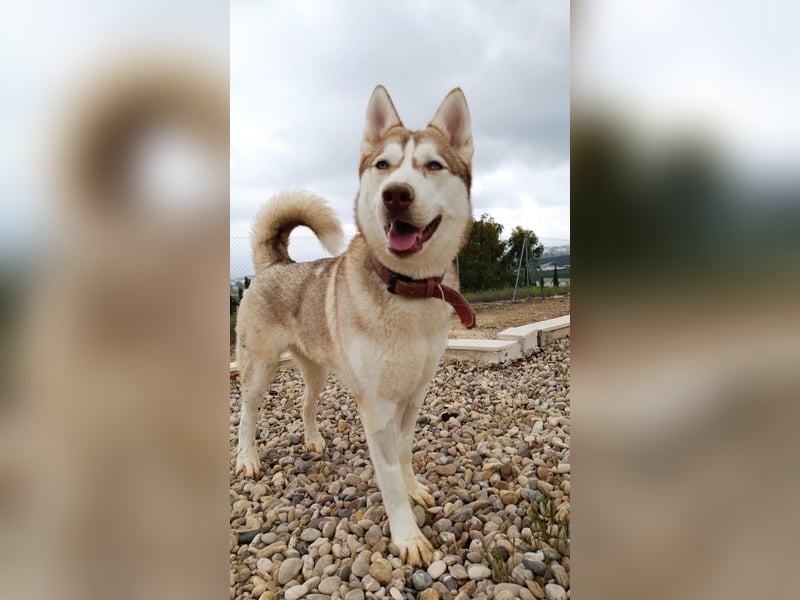 Shiva, sucht ein sportliches Zuhause