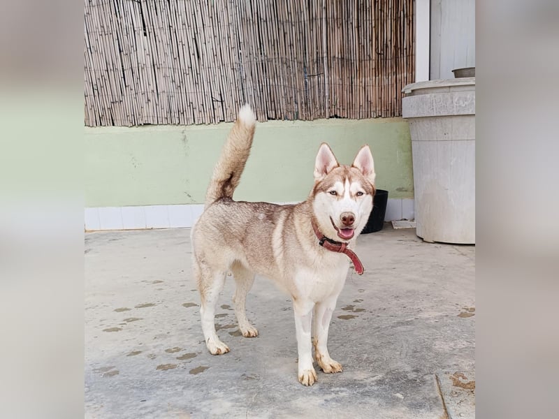 Shiva, sucht ein sportliches Zuhause