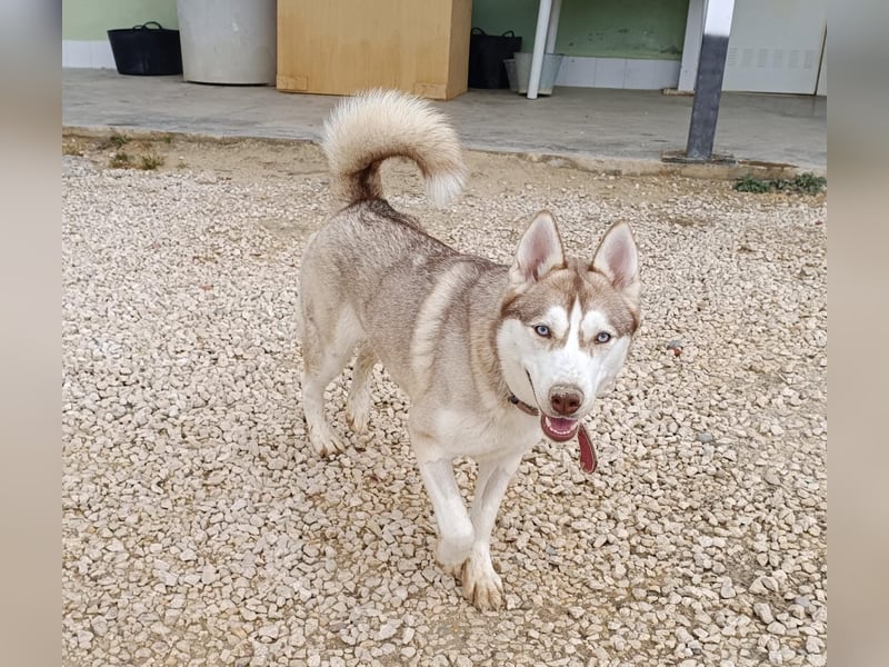 Shiva, sucht ein sportliches Zuhause
