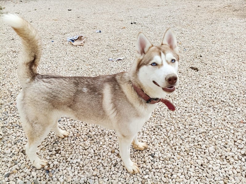 Shiva, sucht ein sportliches Zuhause