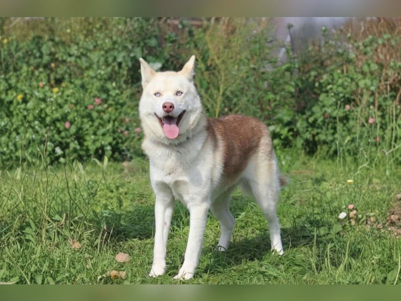 DISS - bildhübsche Husky Hündin