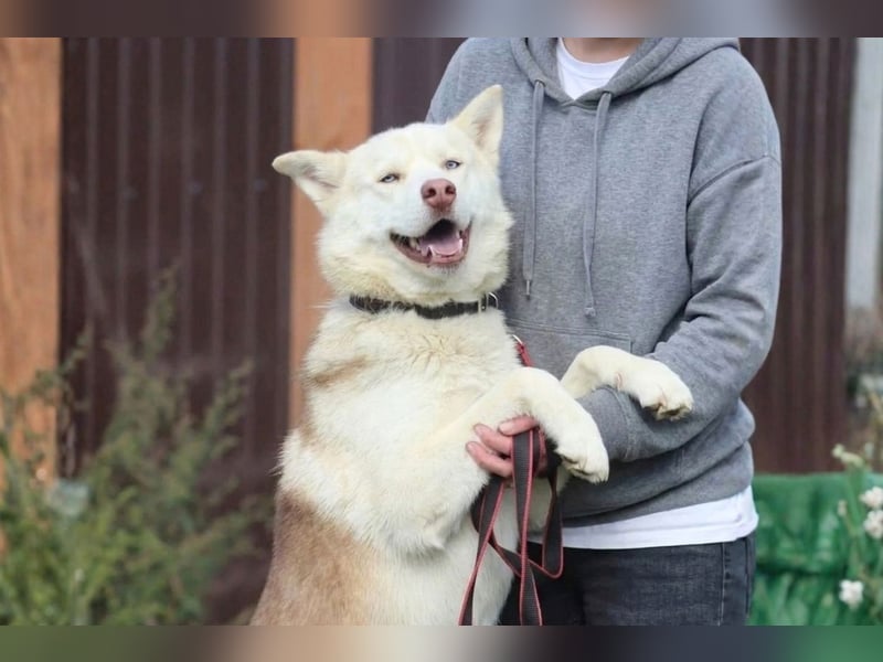 DISS - bildhübsche Husky Hündin