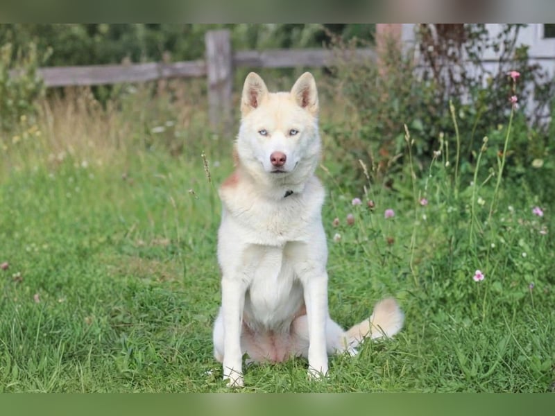 DISS - bildhübsche Husky Hündin