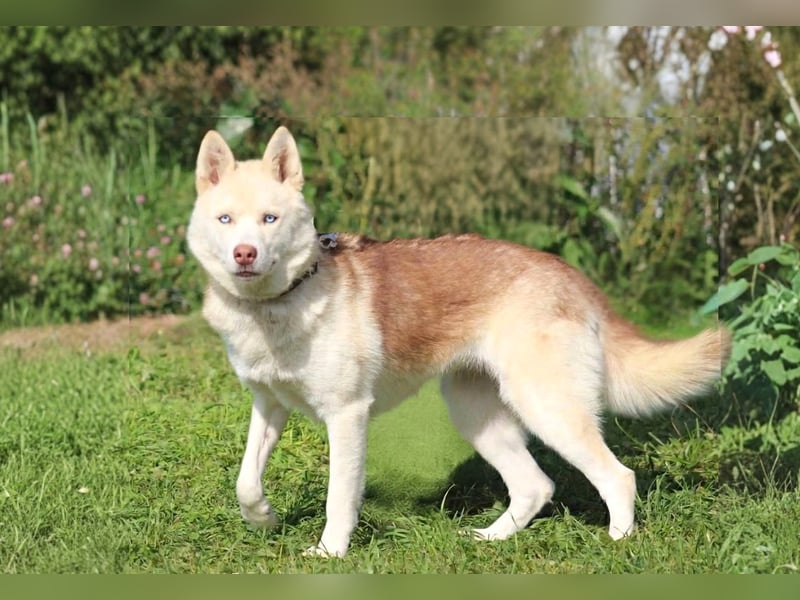 DISS - bildhübsche Husky Hündin
