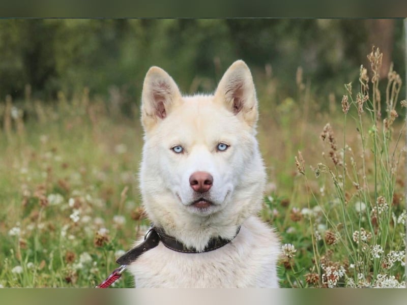DISS - bildhübsche Husky Hündin