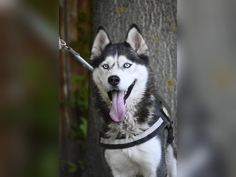 Maja SI – tolle Husky-Dame sucht aktive Menschen 