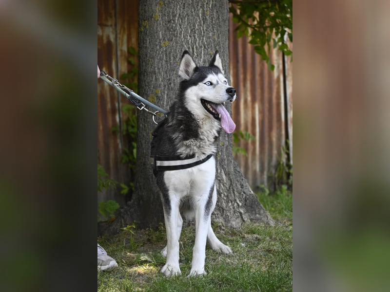Maja SI – tolle Husky-Dame sucht aktive Menschen 