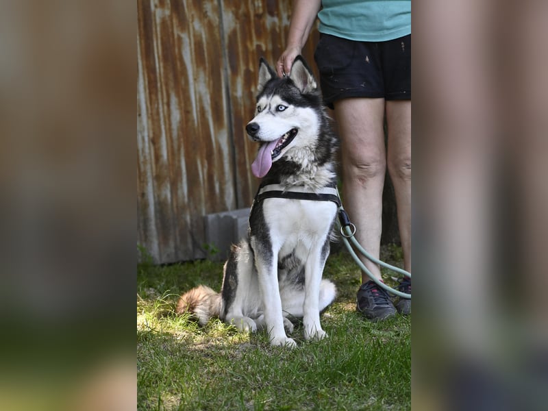 Maja SI – tolle Husky-Dame sucht aktive Menschen 