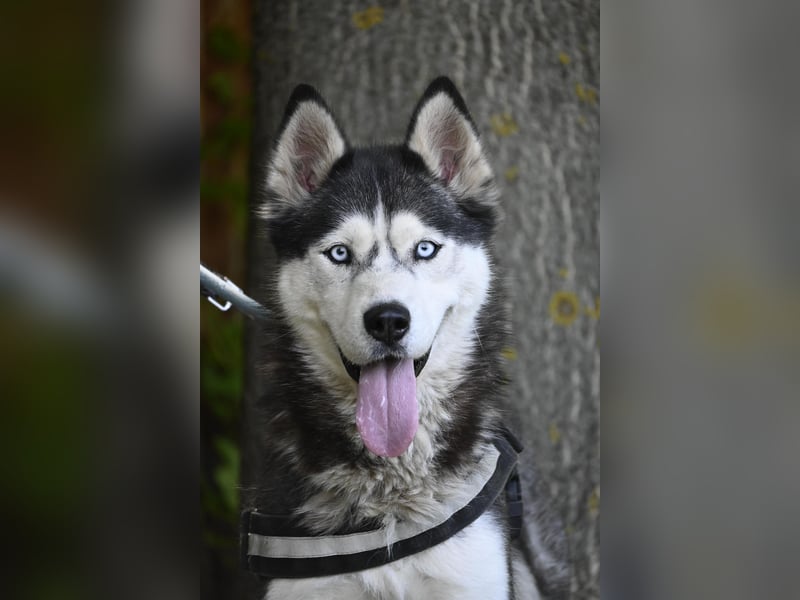Maja SI – tolle Husky-Dame sucht aktive Menschen 