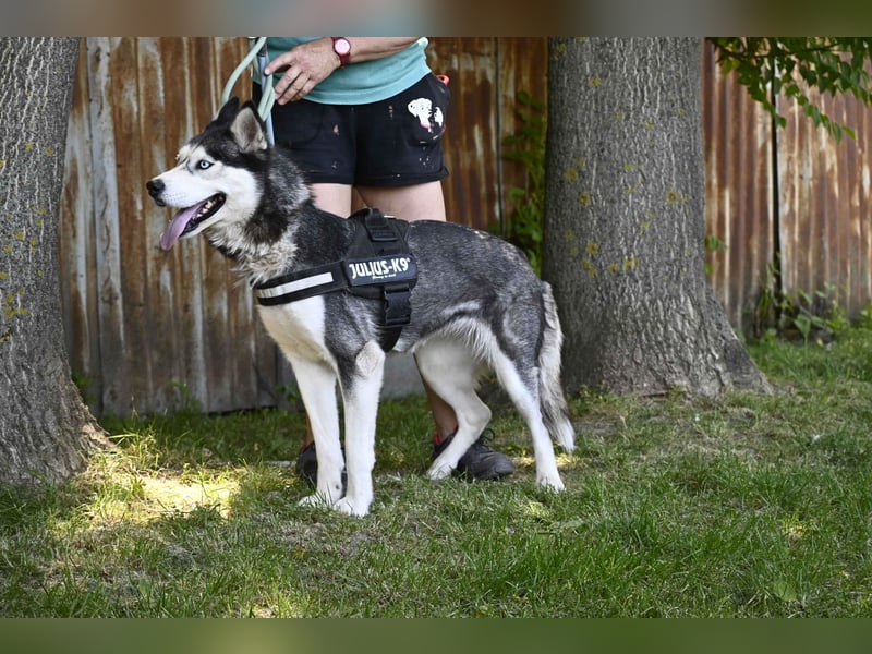 Maja SI – tolle Husky-Dame sucht aktive Menschen 