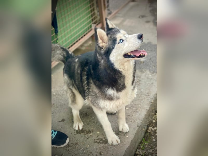Maja SI – tolle Husky-Dame sucht aktive Menschen 