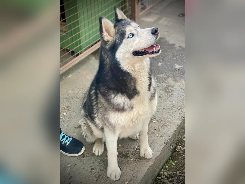 Maja SI – tolle Husky-Dame sucht aktive Menschen 