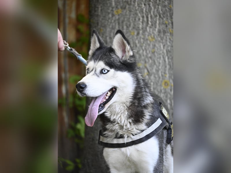 Maja SI – tolle Husky-Dame sucht aktive Menschen 