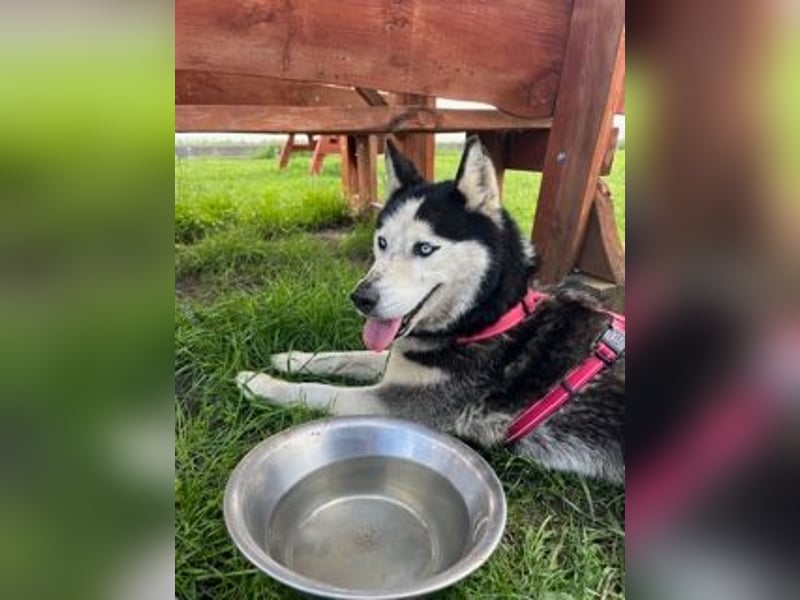 Matra PP – Fröhliche, menschenbezogene Husky-Hündin sucht aktives Zuhause