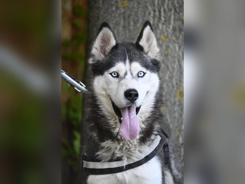 Maja SI – tolle Husky-Dame sucht aktive Menschen 