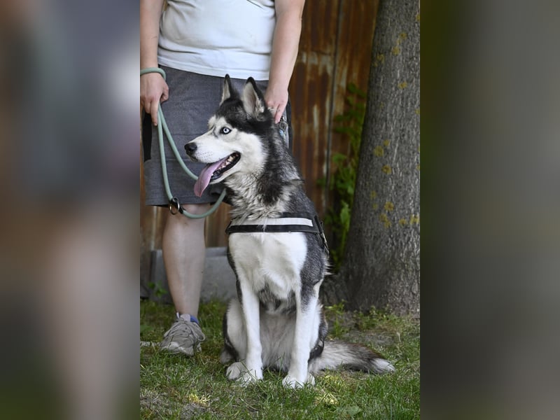 Maja SI – tolle Husky-Dame sucht aktive Menschen 