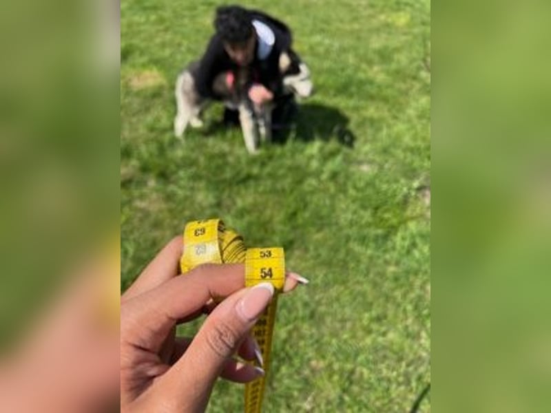 Matra PP – Fröhliche, menschenbezogene Husky-Hündin sucht aktives Zuhause