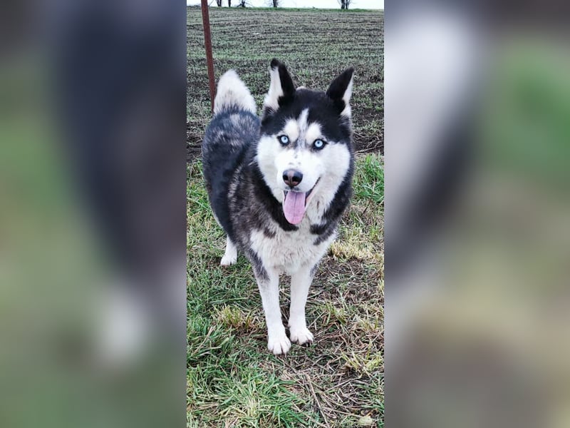 Ältere, fitte Huskyhündin