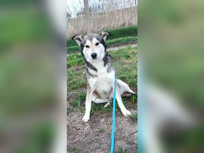 Ältere, fitte Huskyhündin