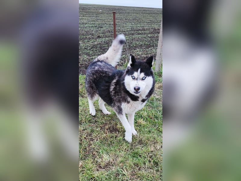 Ältere, fitte Huskyhündin